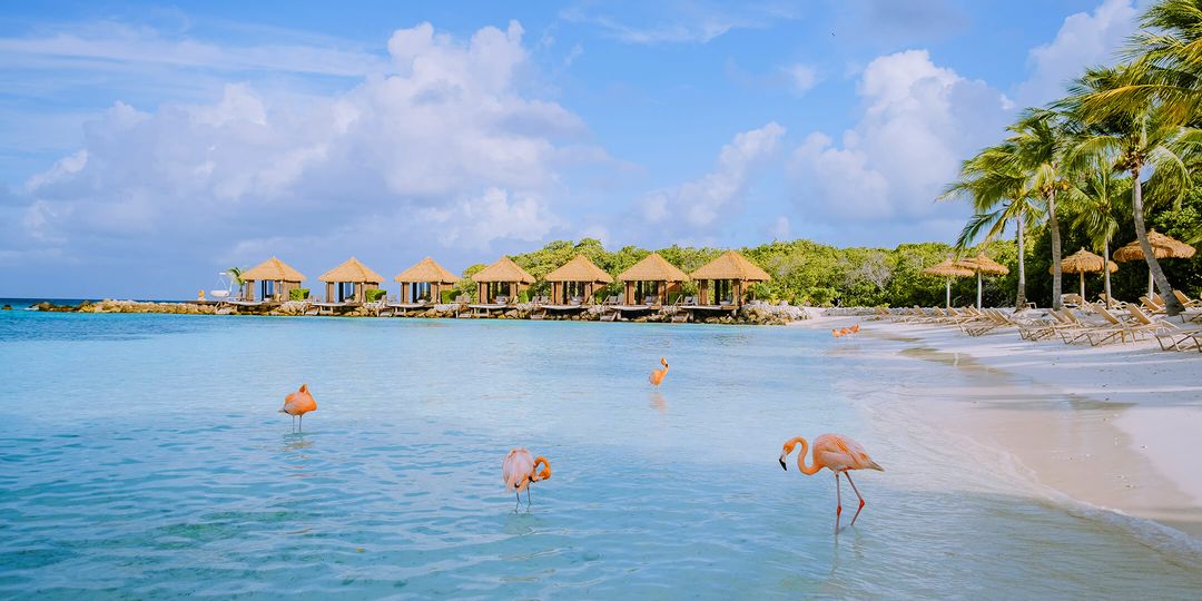 Aruba beach with pink flamingos at the beach, flamingo at the beach in Aruba Island Caribbean